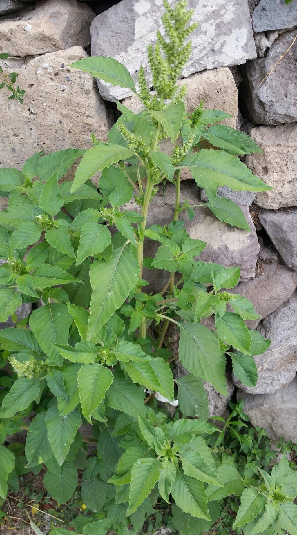 Amaranthus retroflexus?
